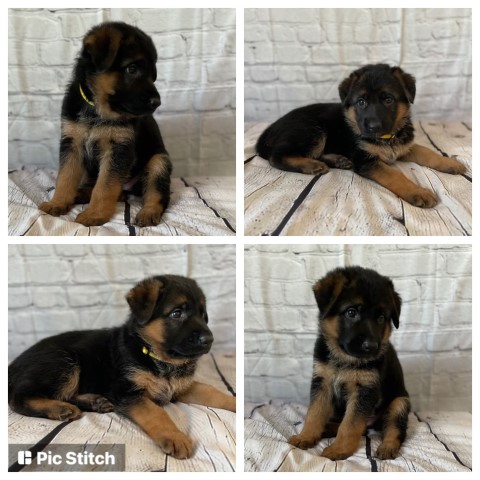 German Shepherd puppies