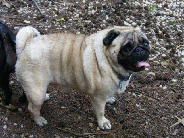 Pug puppy for sale + 47416