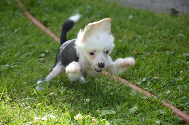 Chinese Crested puppy for sale + 53112