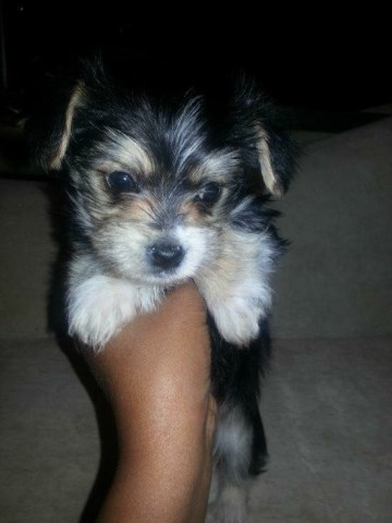 Morkie puppy for sale + 45771