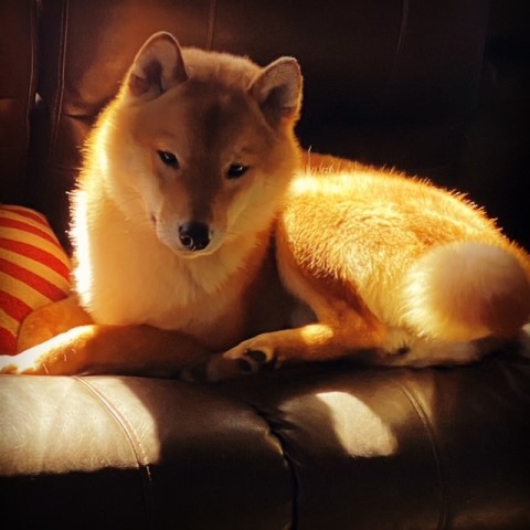 Dakine Shiba Inu's