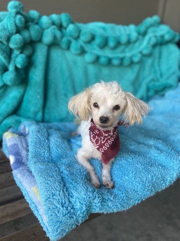 Teacup Malti-POO male puppy - Bentley
