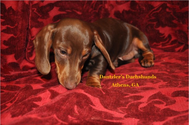 Dachshund puppy for sale + 54525