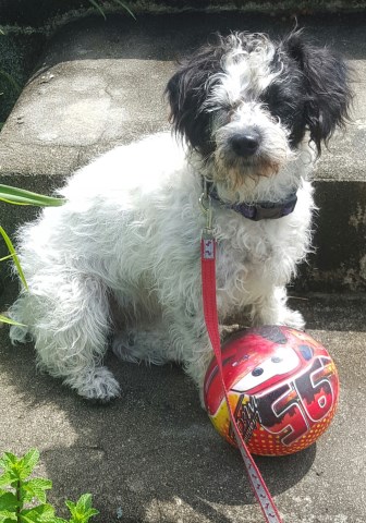 Jack Russell Terrier puppy for sale + 52625