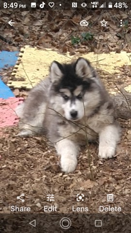 Siberian husky puppies