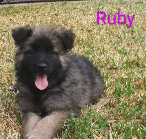 Little Miss Ruby $300