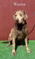 AKC Male Silver Lab Warrior Labrador Retriever for sale/adoption