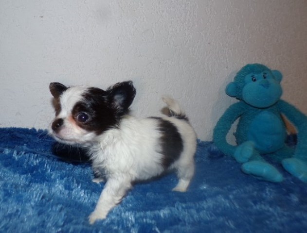 Tiny Apple Head Long Coat Chihuahuas  Blue Eyes