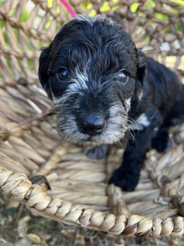 Goldendoodle puppy for sale + 64223