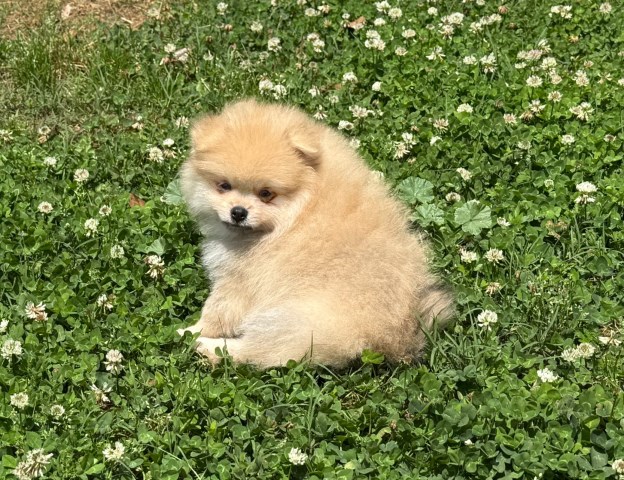 CKC Pomeranian: OLIVER