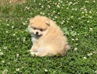 Pomeranian thumbnail