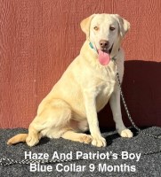 AKC Champagne/Yellow Lab Puppies Labrador Retriever for sale/adoption