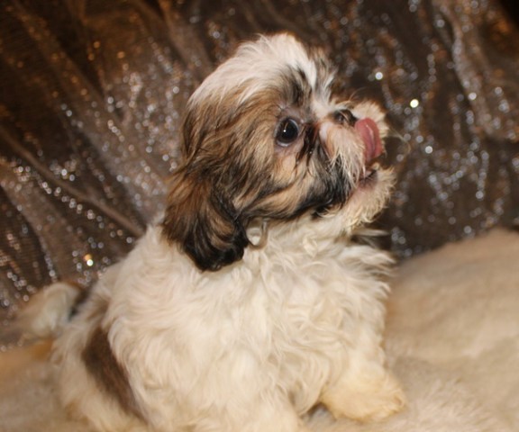 shihtzu puppy  male Koby