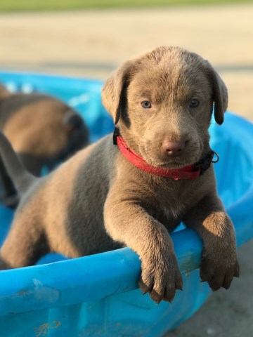 Silver Lab Puppies