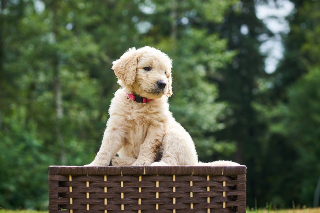 Goldendoodle Puppies