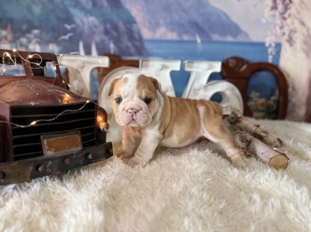 English Bulldog, F, Fawn Merle, genetic health tested CLEAR