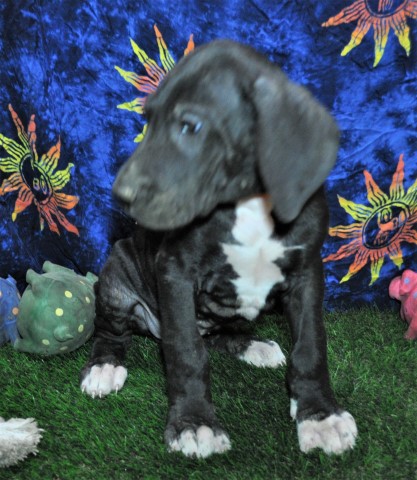 Great Dane puppy for sale + 62954
