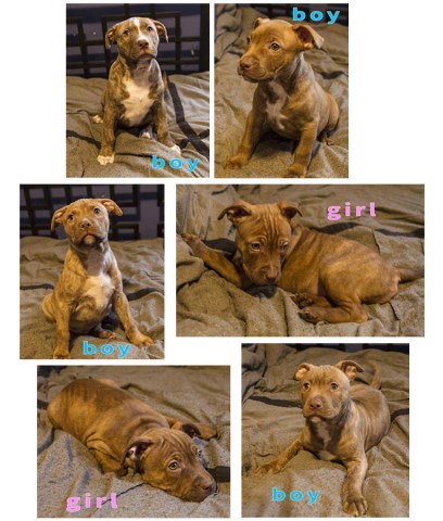 American Pit Bull Terrier Pups - Atlanta, GA
