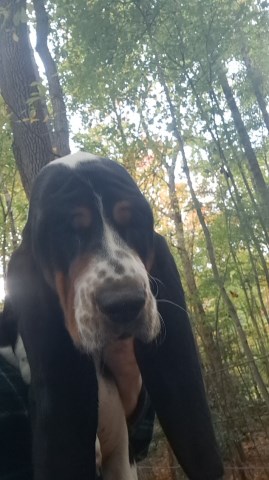 Basset Hound Puppys in NC - Female #1