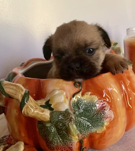 French Bulldog Puppy Dog For Sale In Ashburnham Massachusetts