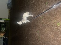 Working line Siberian huskies Siberian Husky for sale/adoption