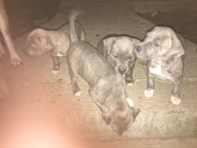 Christmas Pups For Sale!!