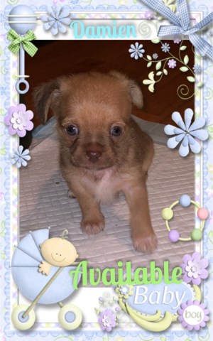 Registered TeddyBear ShiChi Puppies Available