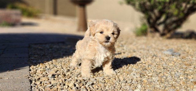 Cute Maltipoo puppies for sale