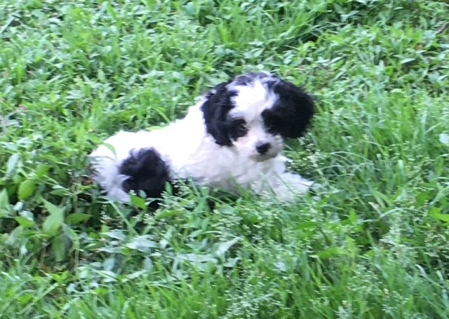 Koda, a Male Black/White Cavapoo Puppy