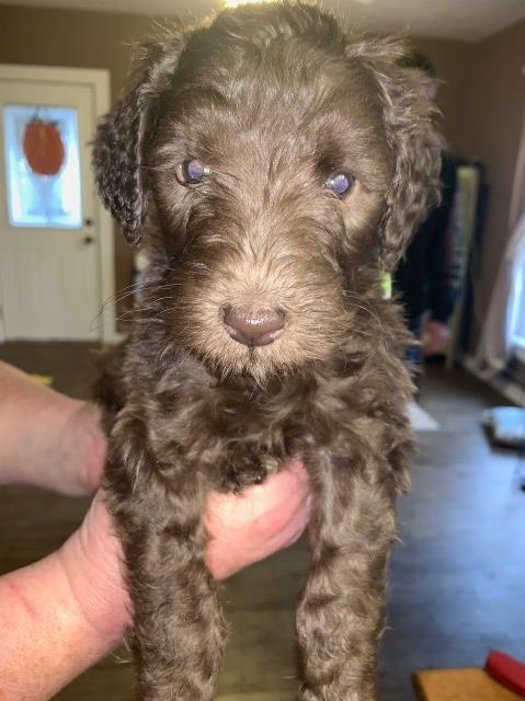 Labradoodle puppy for sale + 54600