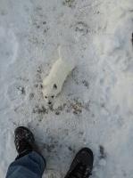 Westie puppy. Boy #2 West Highland White Terrier for sale/adoption