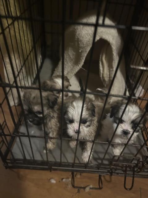 4 shih Tzu Babies for Sale