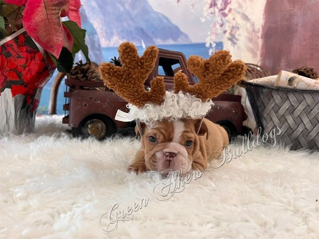 English Bulldog, F, Chocolate Fawn, gen tested CLEAR