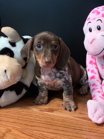 Upcoming Fall/Winter Litter of Dachshund Puppies