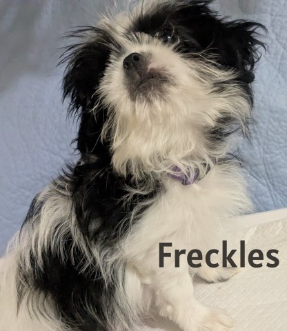 Shih Tzu puppy for sale + 66881