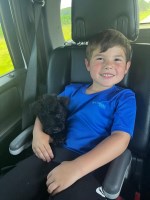 Scottish Terrier Puppies Scottish Terrier for sale/adoption