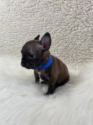 French Bulldog puppy for sale + 61668