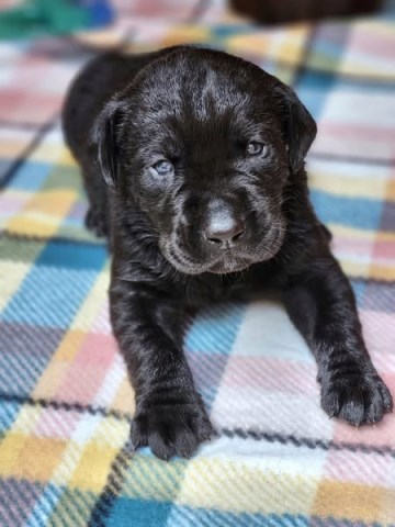 Labrador Retriever puppy for sale + 66578