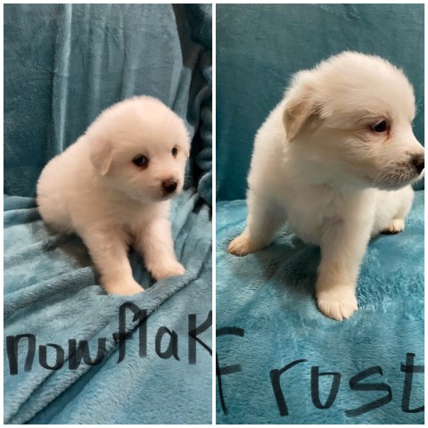 Great Pyrenees puppies for sale!