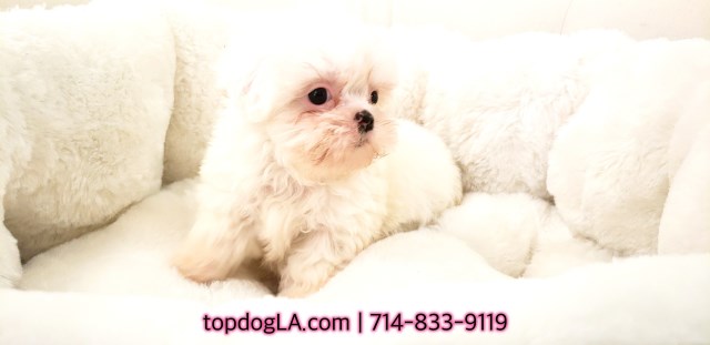 Shih Tzu puppy for sale + 52670