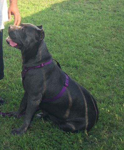 Cane Corso Puppy Dog For Sale In Houston Texas