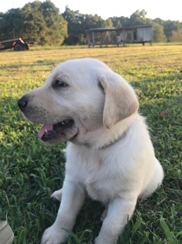 Labrador Retriever puppy for sale + 53686