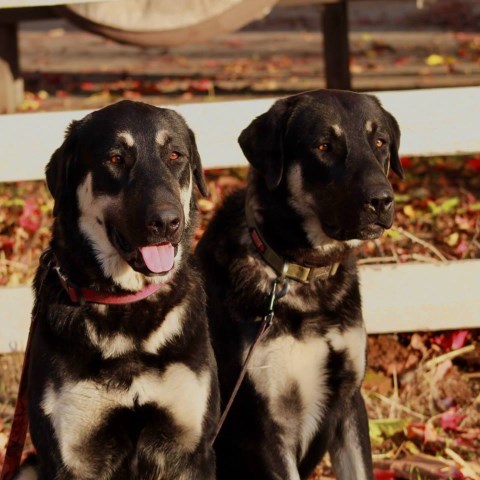 Anatolian Shepherd Dog puppy for sale + 52520