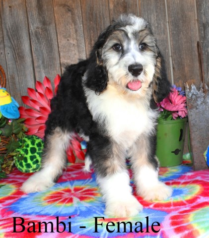 Sheepadoodle Puppies Available