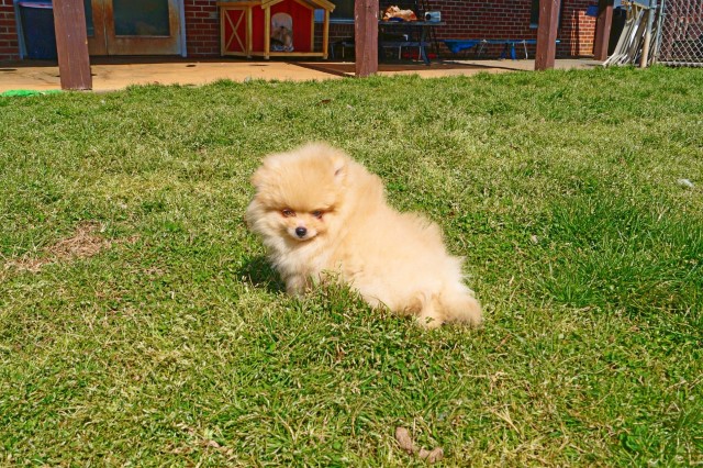 Pomeranian puppy for sale + 64581
