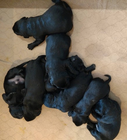 Labrador Retriever puppy for sale + 61557