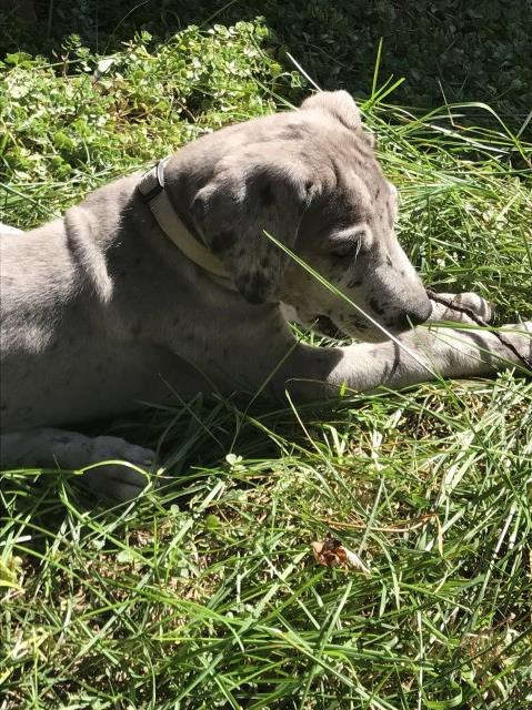 Blue Merle female Dane 9 weeks