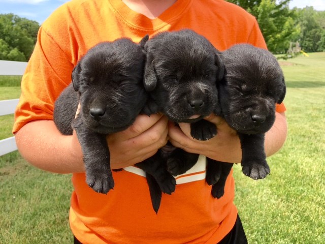 Black and Chocolate AKC English Style Puppies