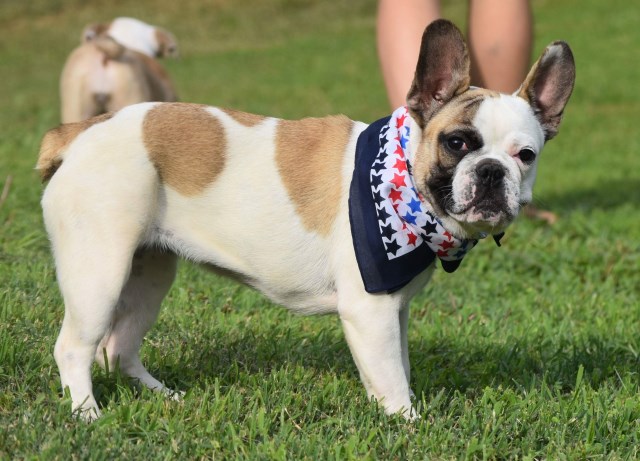 French Bulldog puppy for sale + 53121