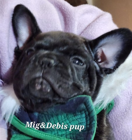 French Bulldog puppy for sale + 64195